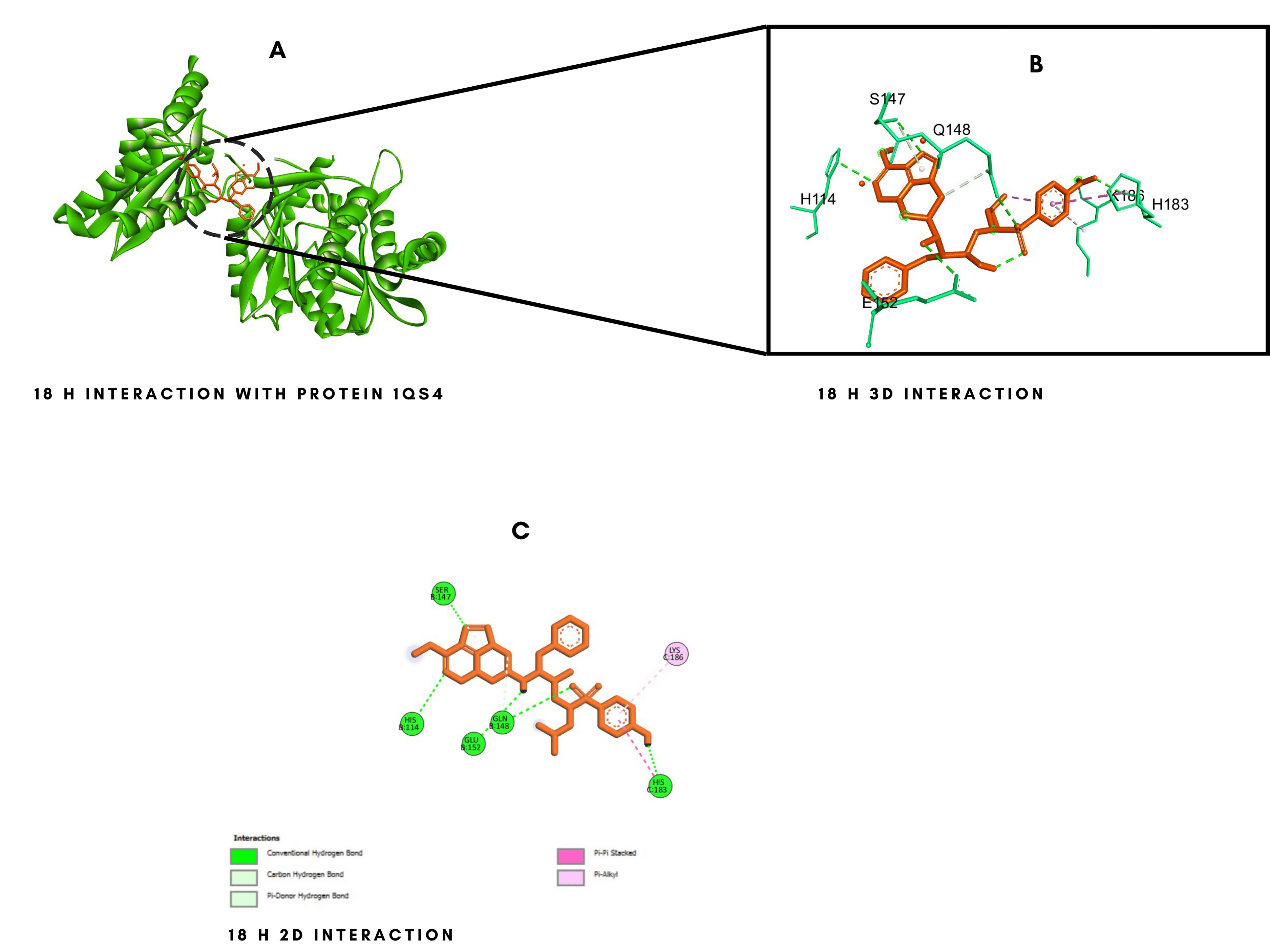 Binding Pocket Interaction Map